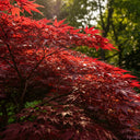 1ft Red Japanese Maple Tree | Acer palmatum 'Red Emperor' | 3L Pot