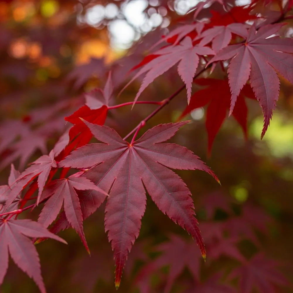 7ft Red Japanese Maple Tree | Mature Acer palmatum 'Red Emperor' | 15L Pot