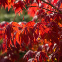 1ft Red Japanese Maple Tree | Acer palmatum 'Red Emperor' | 3L Pot