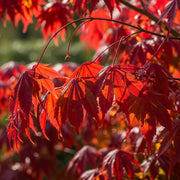 3ft Red Japanese Maple Tree | Acer palmatum 'Red Emperor' | 4L Pot