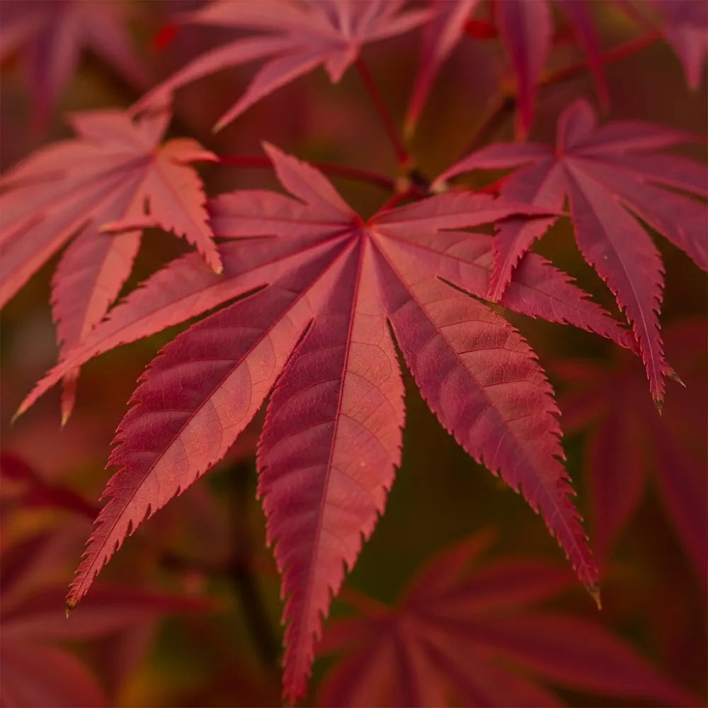 3ft Red Japanese Maple Tree | Acer palmatum 'Red Emperor' | 4L Pot