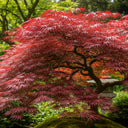 7ft Red Japanese Maple Tree | Mature Acer palmatum 'Red Emperor' | 15L Pot