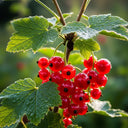 3 Red Lake' Redcurrant Plants | 3L Pots