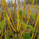 3ft Yellow Stemmed Dogwood Hedging | Cornus stolonifera 'Flaviramea' | 4.5L Pot