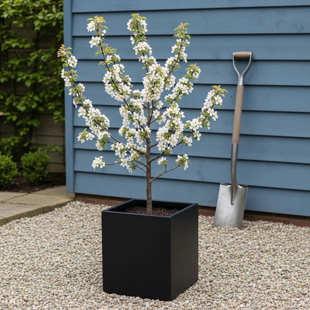 8ft Half-Standard 'Red Sentinel' Crabapple Tree | 6/8cm Girth | Grown in 20L Airpot