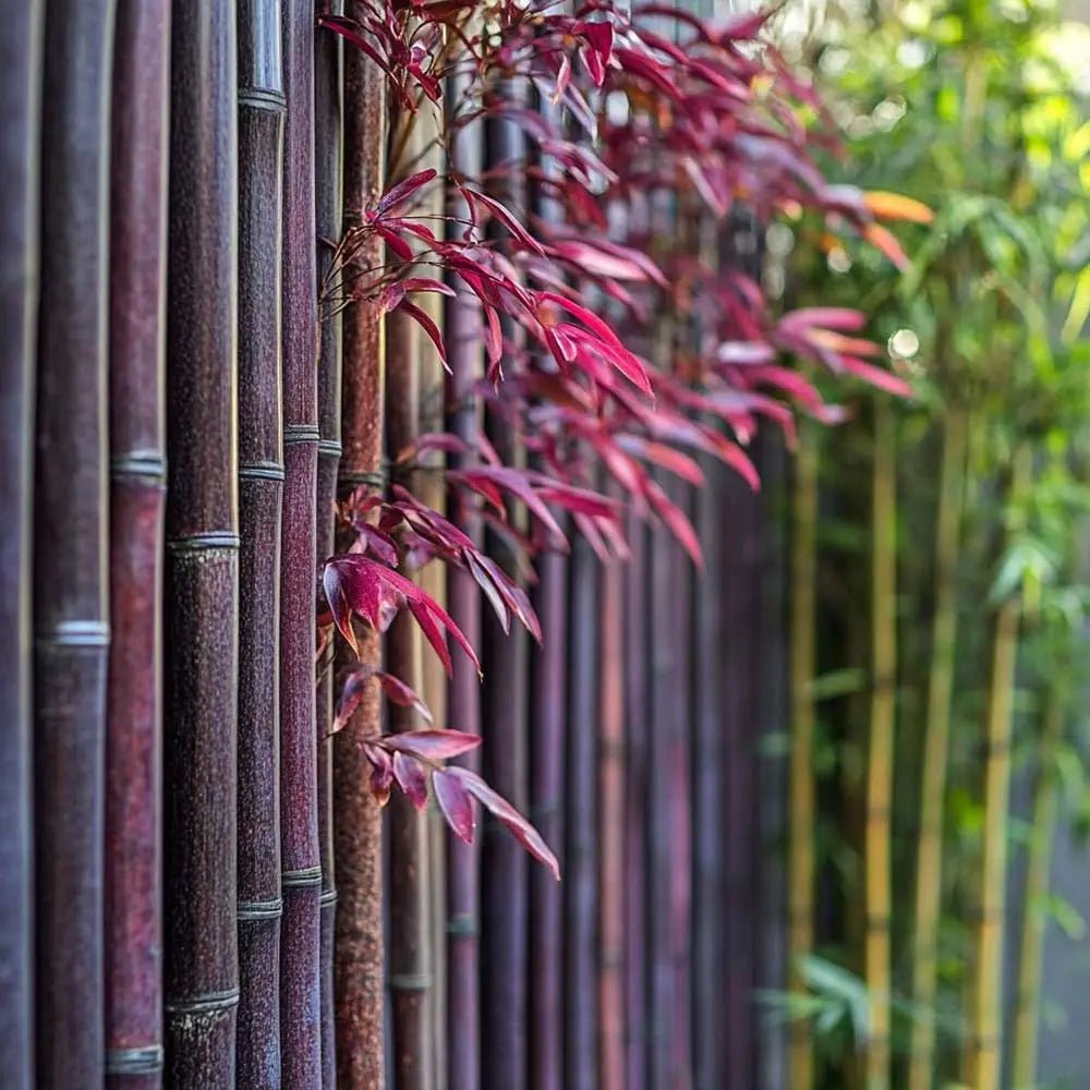 red thick bamboo screening