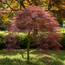 1ft Red Weeping Japanese Maple Tree | Acer palmatum 'Garnet' | 3L Pot