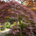 3ft Red Weeping Japanese Maple Tree | Acer palmatum 'Garnet' | 5L Pot
