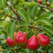 5ft 'Red Williams' Pear Tree | 9L Pot | 2 Years Old