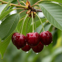 5ft Regina Cherry Tree | Bare Root | 2 Years Old