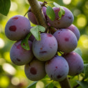 5ft 'Rivers Early Prolific' Plum Tree | 9L Pot | 2 Years Old
