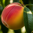 5ft Rochester Peach Tree | Bare Root | 1 Years Old