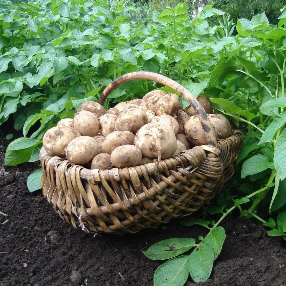 'Rocket' First Early Seed Potatoes – Woven Wood