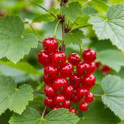 A cluster of vibrant 'Rolan' Redcurrant berries hangs from a branch, surrounded by lush green leaves, showcasing fresh and ripe fruit.