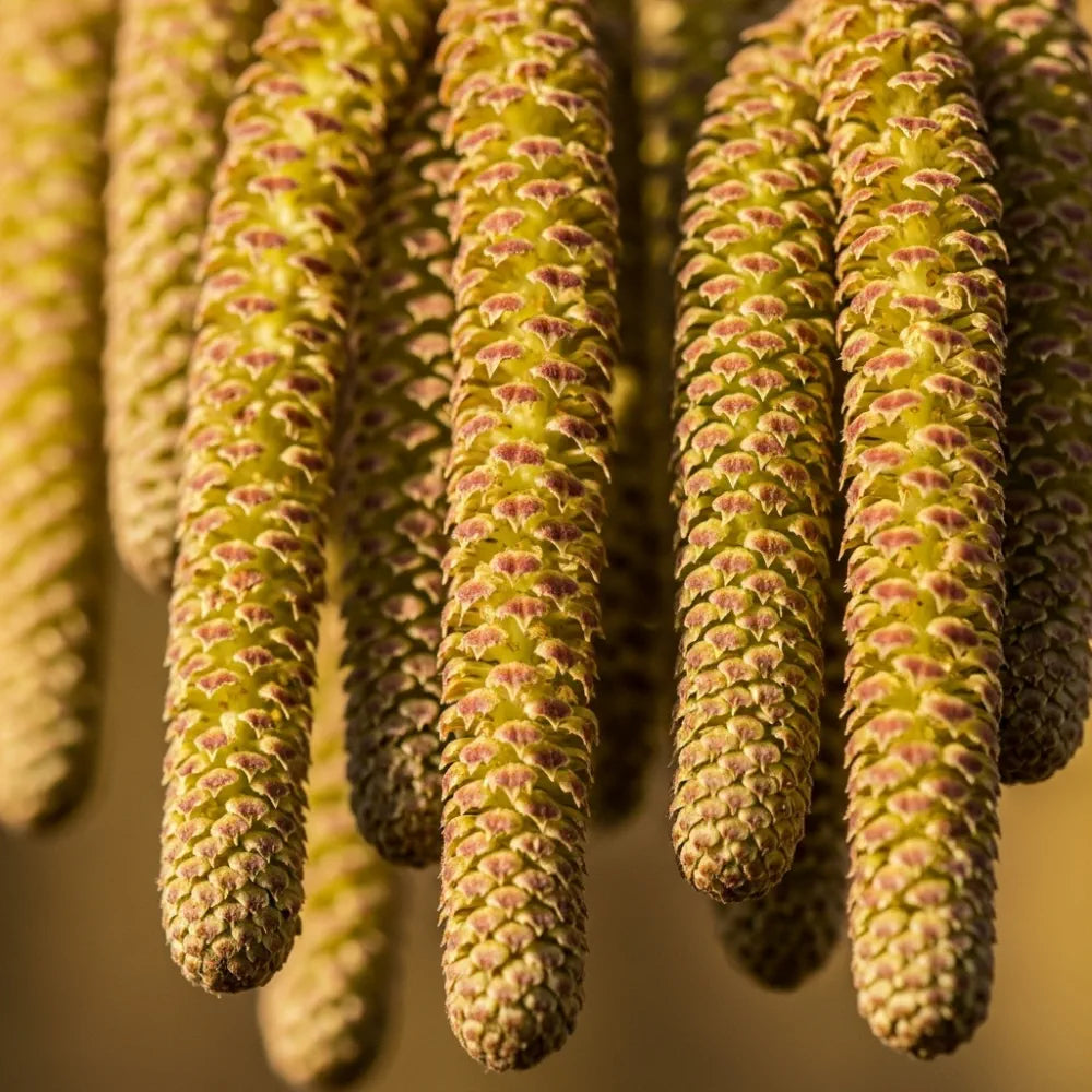 3ft 'Rote Zellernuss' Filbert Tree | Red Hazelnut Tree | Bare Root ...