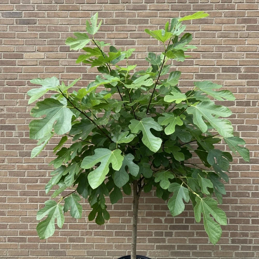'Rouge De Bordeaux' Fig Tree | 9cm Pot