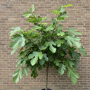 80cm 'Rouge De Bordeaux Fig Tree | 3L Pot