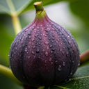 'Rouge De Bordeaux' Fig Tree | 9cm Pot