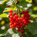 80cm 'Rovada Redcurrant Bush | 3L Pot