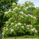 150cm Rowan Hedging | Mountain Ash | Sorbus aucuparia | Bare Root