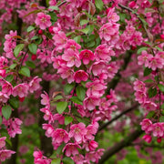 5ft 'Royal Beauty' Weeping Crabapple Tree | Bare Root | 2 Years Old