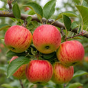 5ft 'Rubinette' Apple Tree | Bare Root | 2 Years Old
