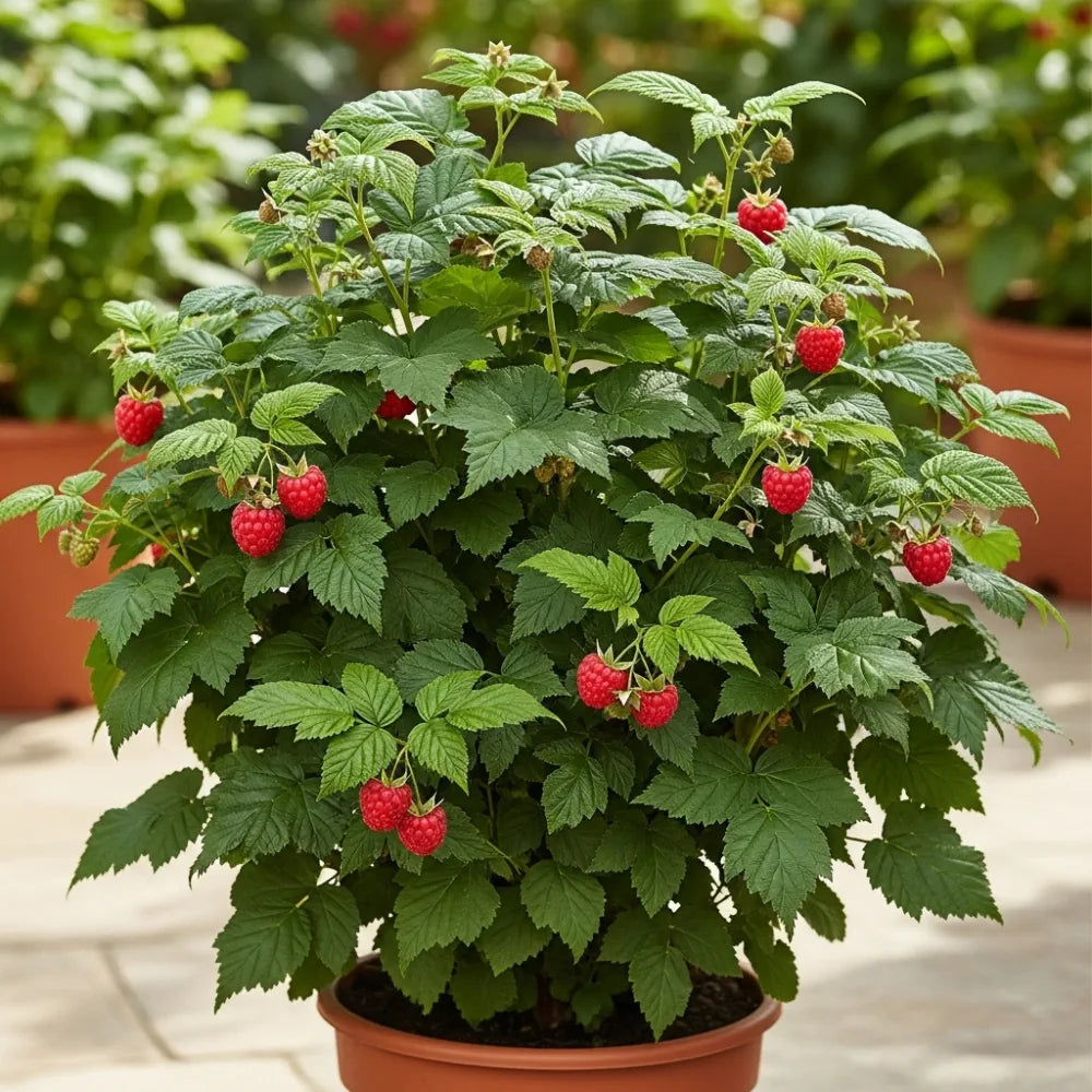 30cm 'Ruby Beauty Raspberry Plant | 3L Pot