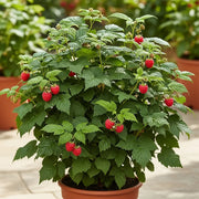 30cm 'Ruby Beauty Raspberry Plant | 3L Pot