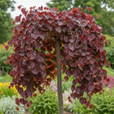 4ft 'Ruby Falls' Weeping Redbud Tree | Cercis canadensis | 4.5L Pot