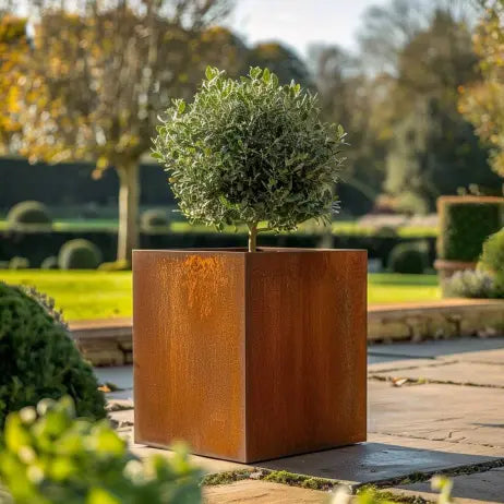 rusted corten planter planted with small tree