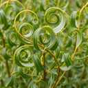 7ft Golden Twisted Willow Tree | Salix Erythroflexuosa 'Golden Curls' | Bare Root Tree