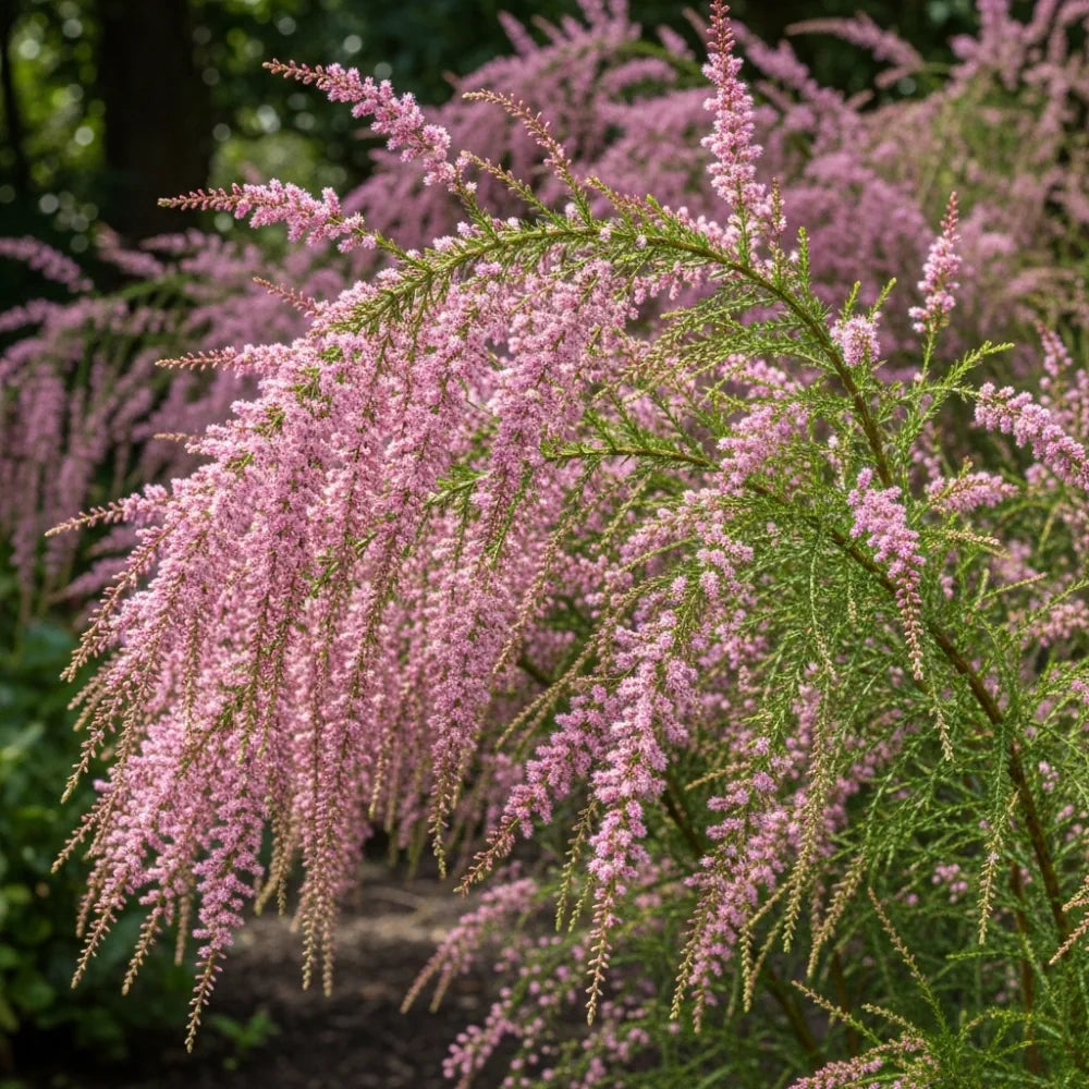 45-60cm Salt Cedar | Tamarix tetrandra Bare Root Plant