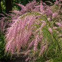60cm Salt Cedar | Tamarix tetrandra Bare Root Plant