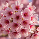 5ft Sargent's Cherry Blossom Tree | Prunus sargentii | Bare Root | 2 Years Old