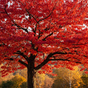 5ft Sargent's Cherry Blossom Tree | Prunus sargentii | Bare Root | 2 Years Old