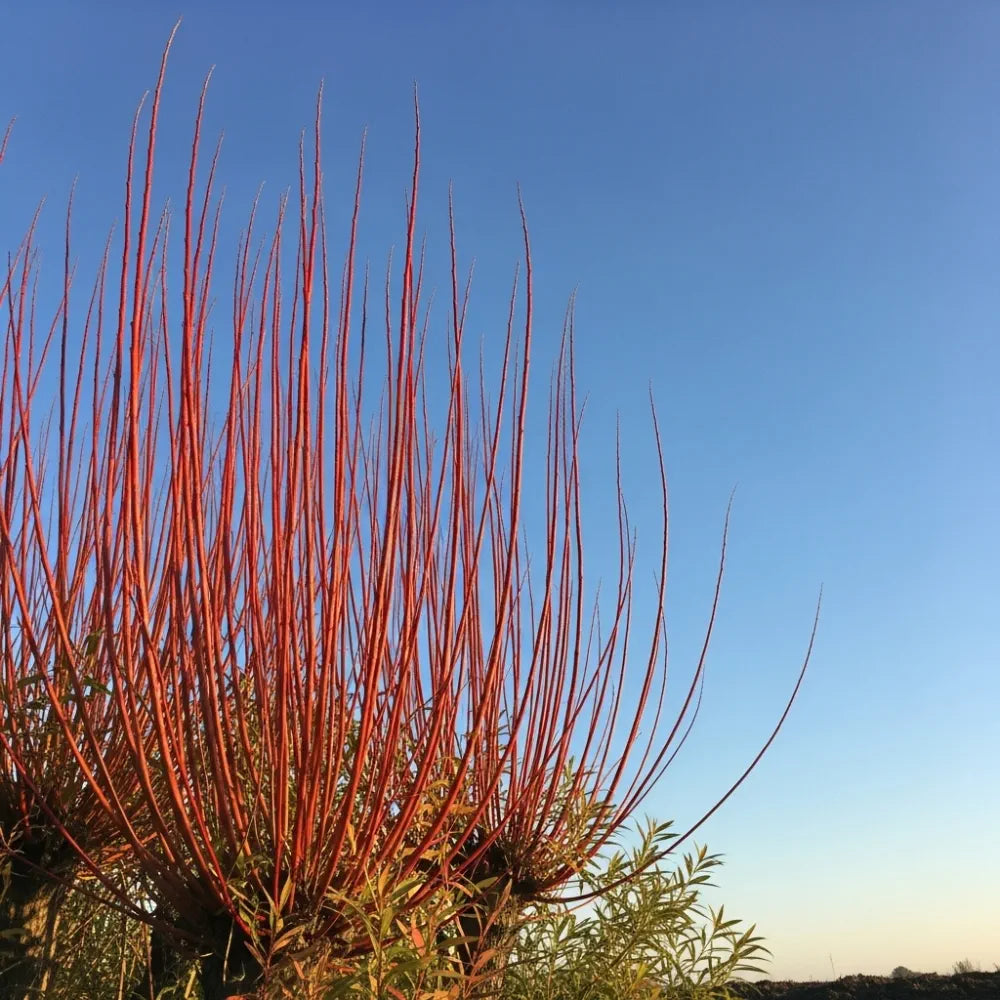 80-100cm Coral Bark Willow Hedging | Salix alba 'Chermesina' | Bare Root
