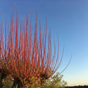 100cm Coral Bark Willow Hedging | Salix alba 'Chermesina' | Bare Root