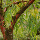 5ft Scarlet Willow Tree | Salix alba 'Chermesina' | 7.5L Pot | 2 Years Old