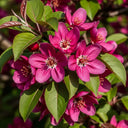 5ft Crabapple Tree | Malus 'Scarlett' | 7.5L Pot