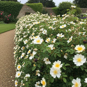 White and yellow Scotch Roses (Rosa pimpinellifolia) in full bloom line a gravel path in a lush garden, with a stone wall and green foliage.