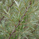 60cm Sea Buckthorn Hedging | Hippophae rhamnoides | Bare Root