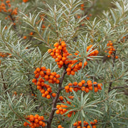 60-90cm Sea Buckthorn Hedging | Hippophae rhamnoides | Bare Root