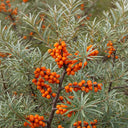 60cm Sea Buckthorn Hedging | Hippophae rhamnoides | Bare Root