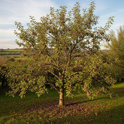 Lush Shropshire Prune Damson tree with ripe purple plums, surrounded by green grass & fallen leaves, set against rolling countryside hills.