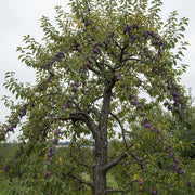 Shropshire Prune Damson tree, laden with ripe purple plums, surrounded by lush green leaves against a cloudy sky in a rural landscape.