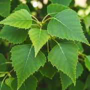 80-100cm Silver Birch Hedging | Betula pendula | Bare Root
