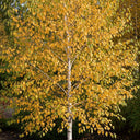 90cm Silver Birch Hedging | Betula pendula | Bare Root
