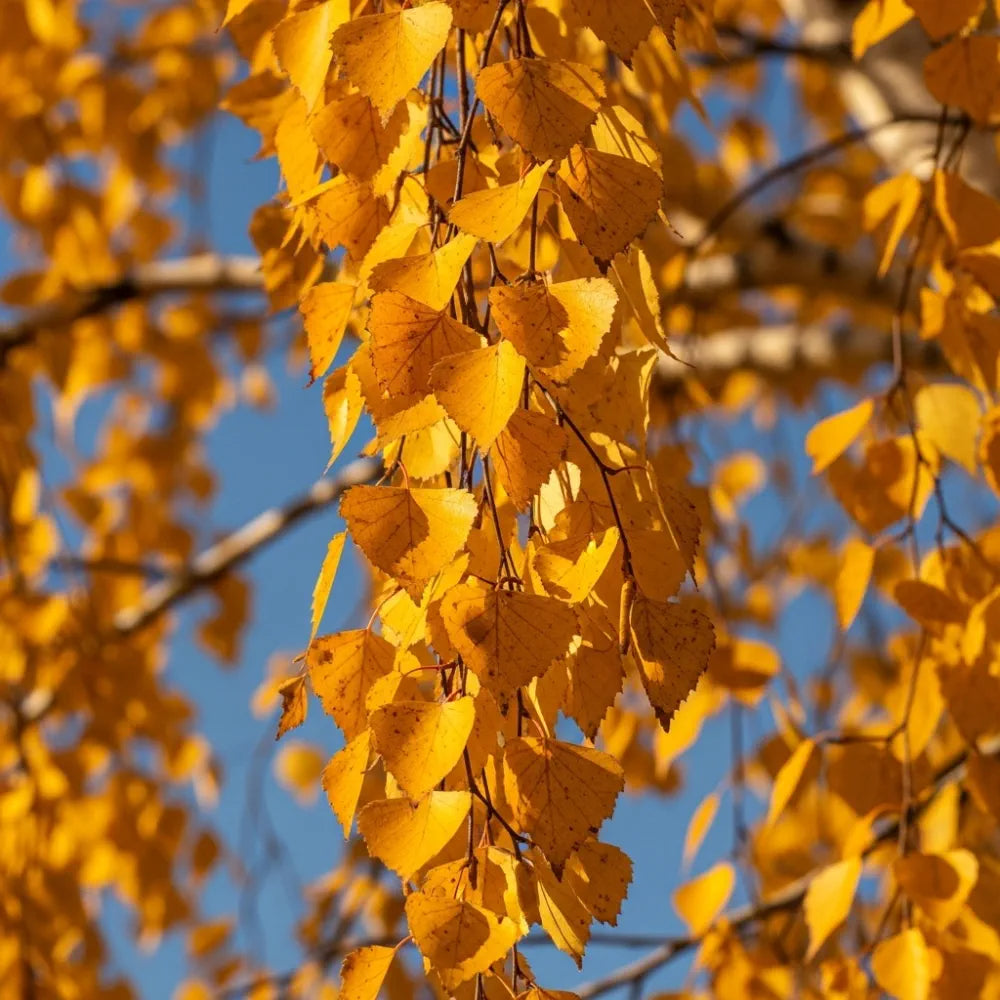 10ft Premium Silver Birch Tree | Betula Pendula | 10/12cm Girth | Grown in 40L Airpot