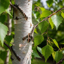 7ft Silver Birch Tree | Betula Pendula | 9L Pot | 2 Years Old