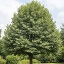 5ft Silver Lime Tree | Tilia tomentosa | 9L Pot | 2 Years Old